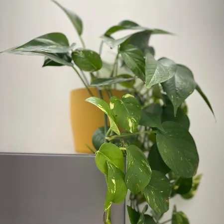 La Perla Dell'appia * روما